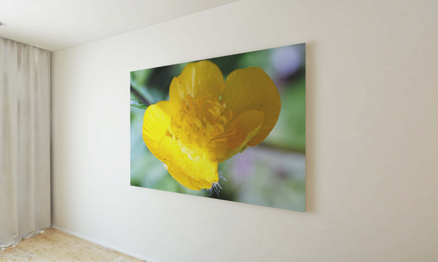 Poster photo of a mountain yellow flower