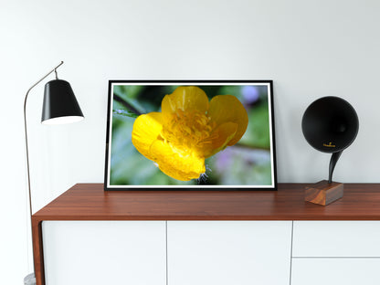 Poster photo of a mountain yellow flower