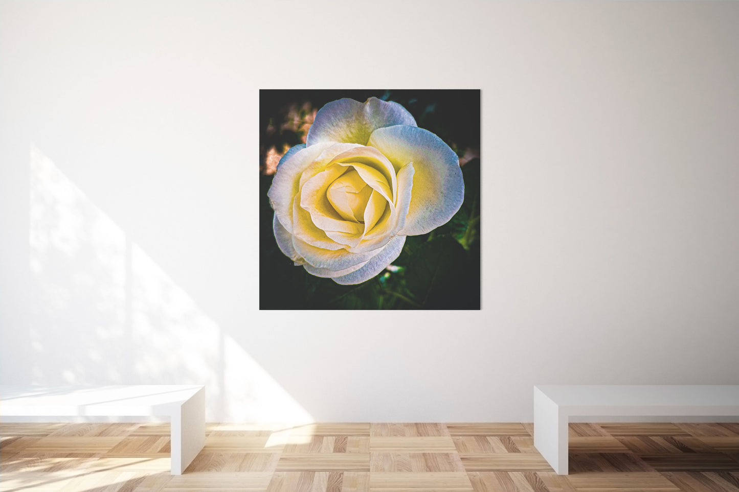 Photographic print poster of a white rose | Opposite Home