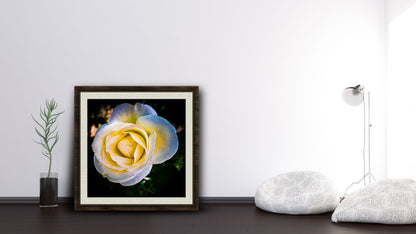 Photographic print poster of a white rose | Opposite Home