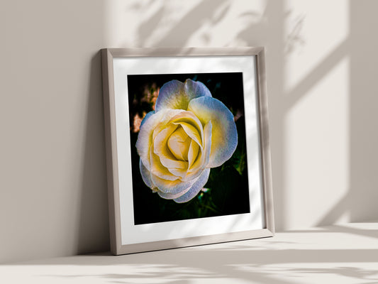 Photographic print poster of a white rose | Opposite Home