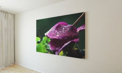 Posters and paintings photo of a purple cyclamen | Opposite Home