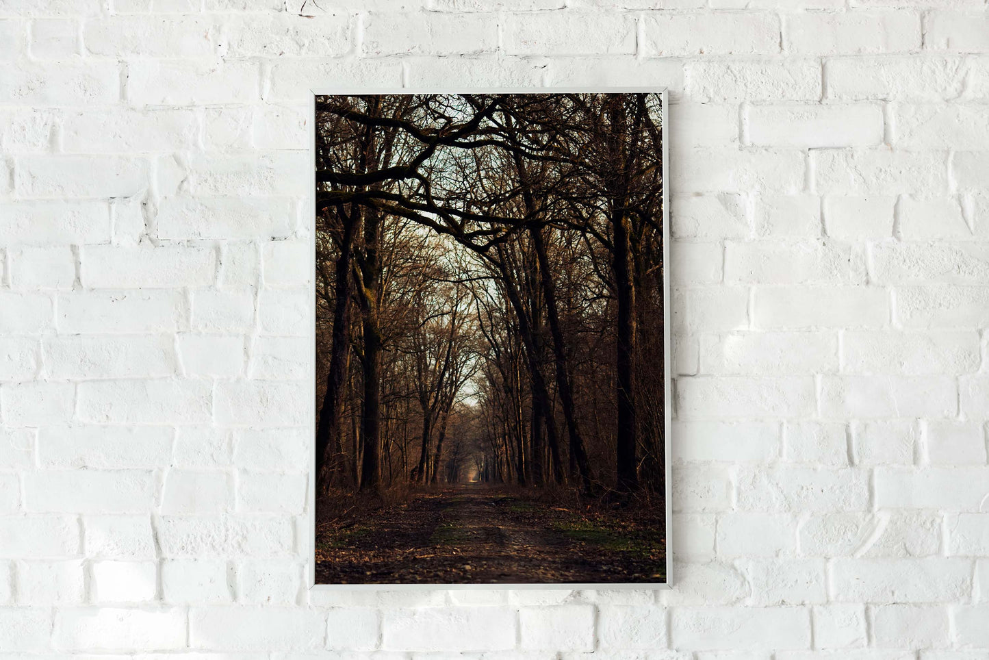 Posters and paintings photograph of an autumnal forest | Opposite Home