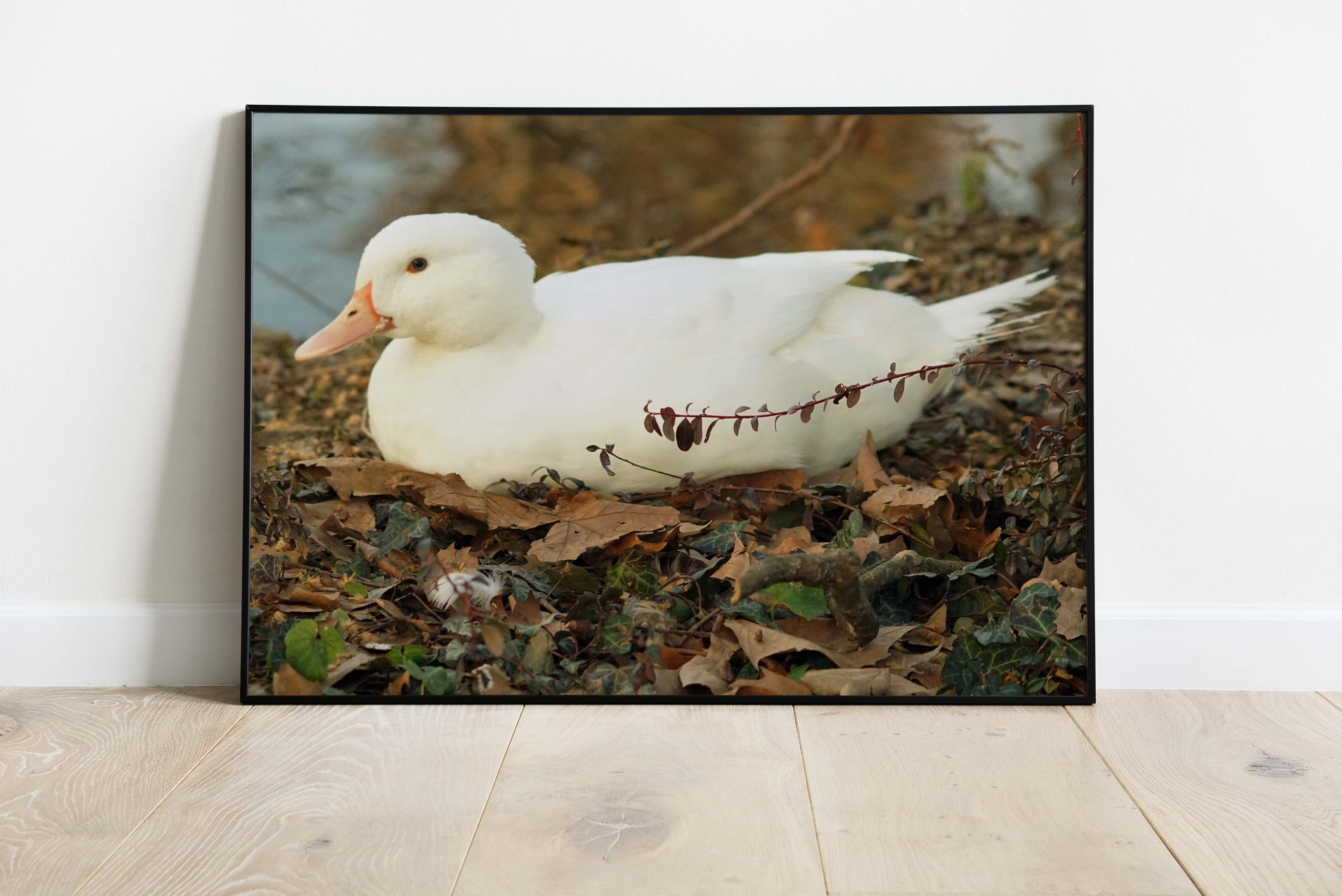 Posters and paintings photos of a cute white duck | Opposite Home