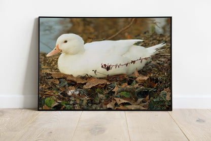 Posters and paintings photos of a cute white duck | Opposite Home