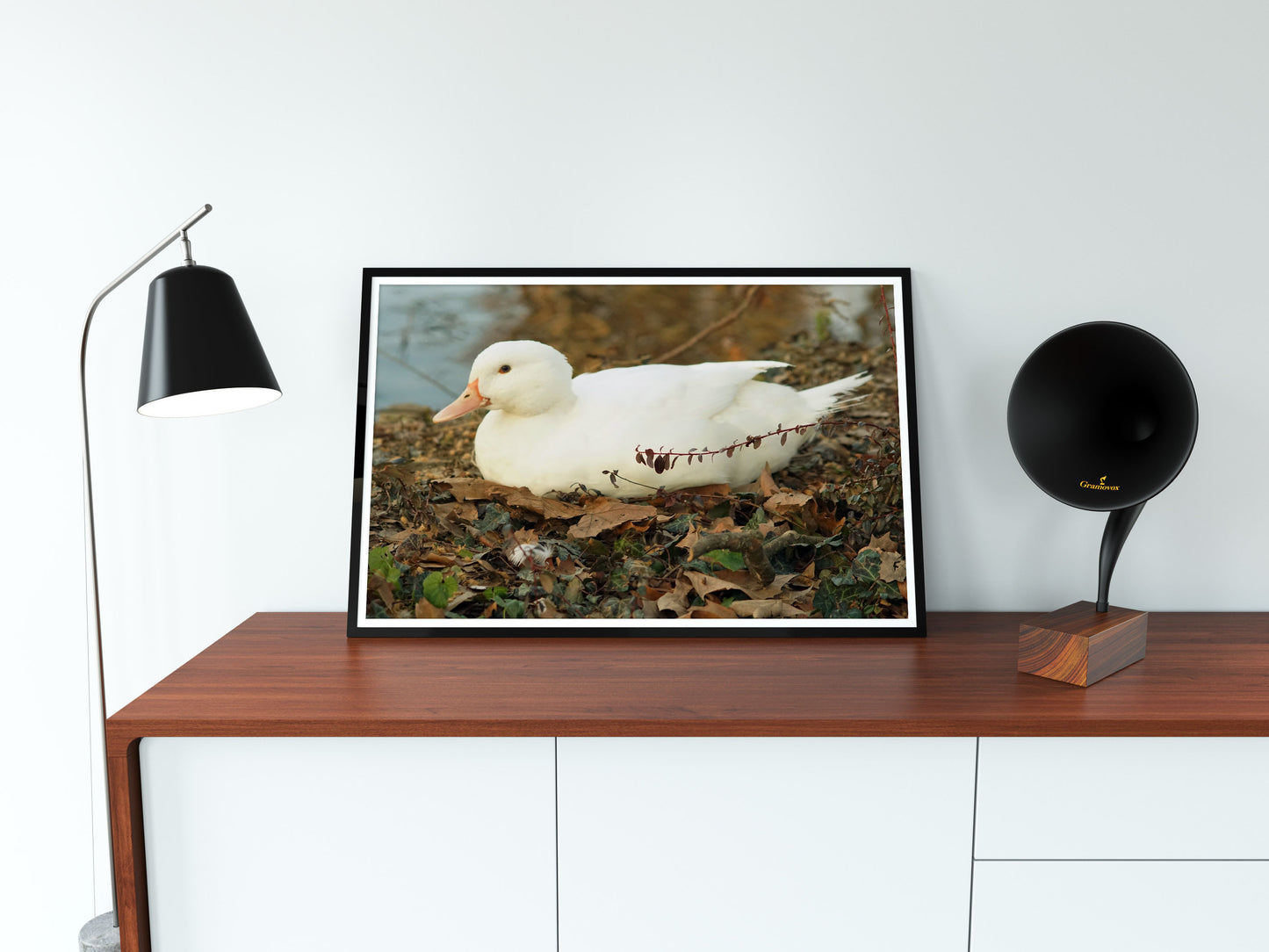 Posters and paintings photos of a cute white duck | Opposite Home