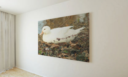 Posters and paintings photos of a cute white duck | Opposite Home