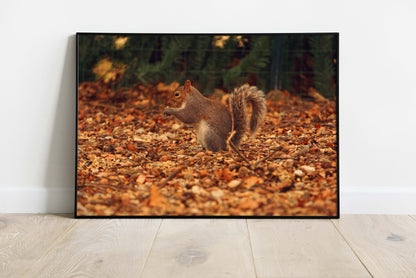 Posters and paintings photos of a squirrel in the autumn foliage | Opposite Home