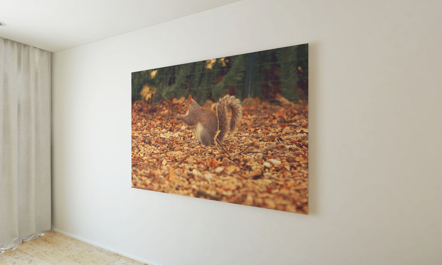 Posters and paintings photos of a squirrel in the autumn foliage | Opposite Home