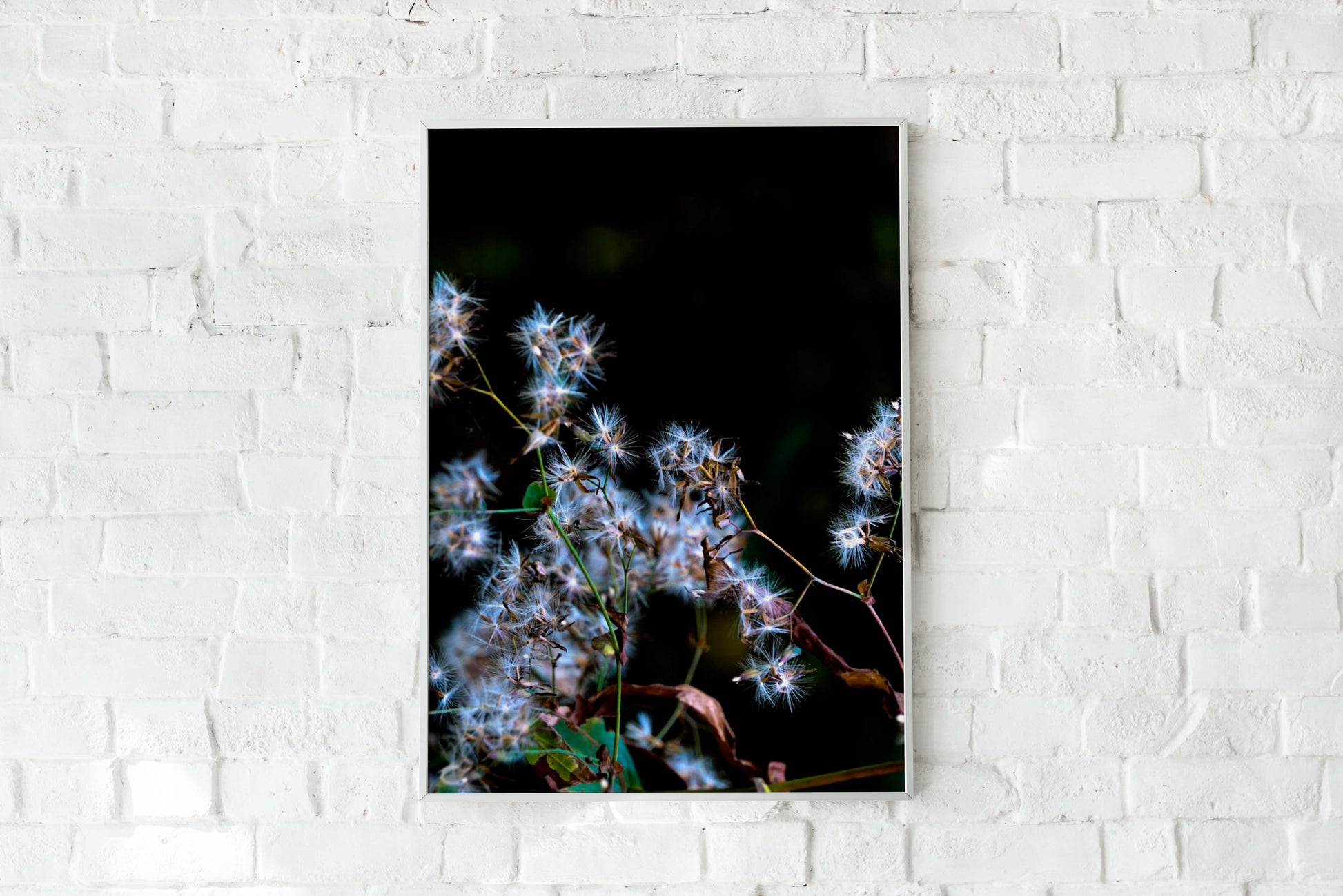 Posters and paintings photos of wild white flowers | Opposite Home